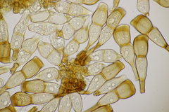 Puccinia urticata urticae-hirtae