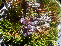 Thalictrum alpinum
