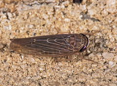 Chlorotettix necopinus