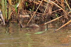 Philothamnus angolensis