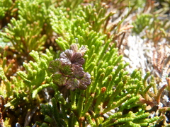 Thalictrum alpinum