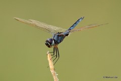 Urothemis edwardsii