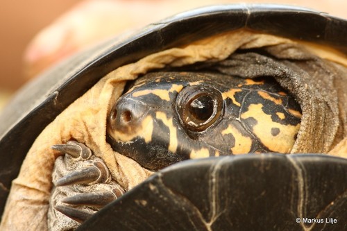 Okavango Mud Turtle (Turtles and Tortoises of Southern Africa ...