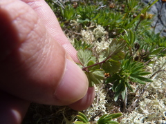 Thalictrum alpinum