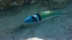Thalassoma bifasciatum