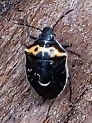 Hedge Nettle Stink Bug photo 6