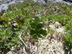Thalictrum alpinum