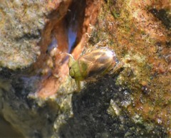 Ambrysus