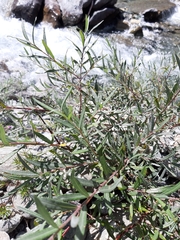 Salix eleagnos
