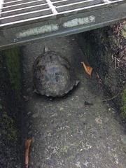 Mauremys japonica