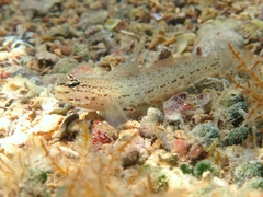 Gobius bucchichi