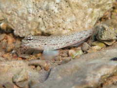 Gobius bucchichi