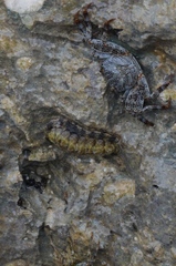 Chiton marmoratus