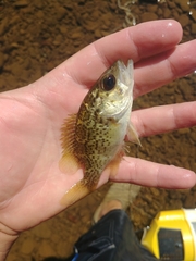 Ambloplites constellatus