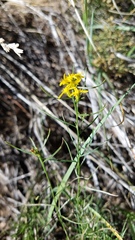 Gutierrezia sphaerocephala