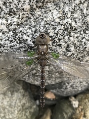 Aeshna walkeri