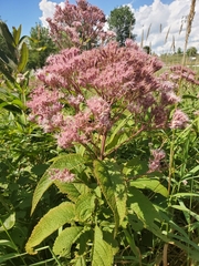 Eutrochium maculatum