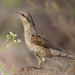 Eurasian Wryneck - Photo (c) Tarique Sani, some rights reserved (CC BY-NC-SA)