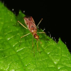 Dicyphus famelicus