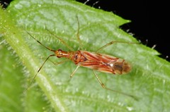 Dicyphus famelicus