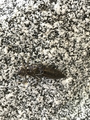 Aeshna walkeri