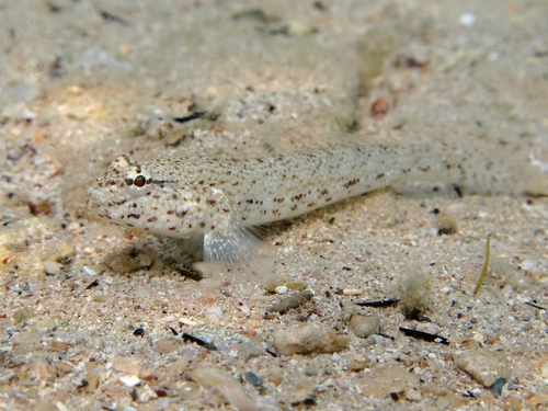 Incognito Goby, photo 7 of 9