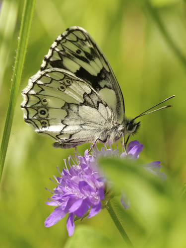 Marbled White photo 3