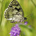 Marbled White - Photo (c) Jörg Hempel, some rights reserved (CC BY-SA)