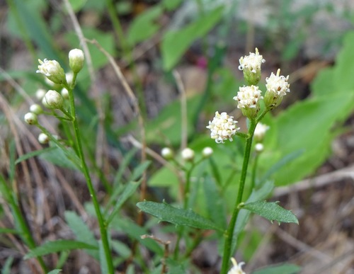 Image of Baccharis thesioides by (c) Andrew Tree, some rights reserved (CC BY)