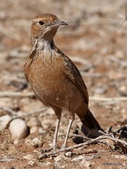 Chersomanes albofasciata