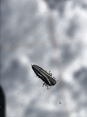 Agrilus bilineatus