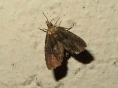 Dichrorampha acuminatana