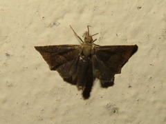 Dichrorampha acuminatana
