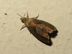 Dichrorampha acuminatana