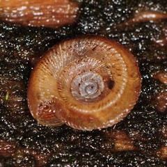 Discus bryanti