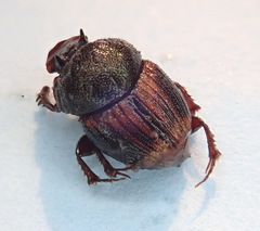 Onthophagus striatulus
