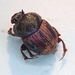 Onthophagus striatulus - Photo (c) Paul Bedell,  זכויות יוצרים חלקיות (CC BY-SA), הועלה על ידי Paul Bedell