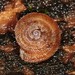 Disc Snails - Photo (c) Jason M Crockwell, some rights reserved (CC BY-NC-ND), uploaded by Jason M Crockwell