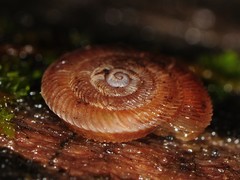 Discus bryanti