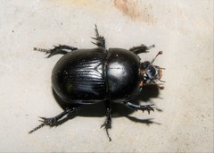Geotrupes stercorarius
