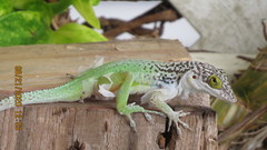 Anolis leachii