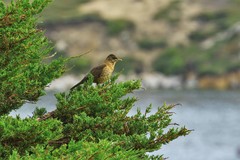 Turdus falcklandii falcklandii