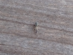 Cheliferoides longimanus