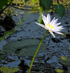 Nymphaea elegans