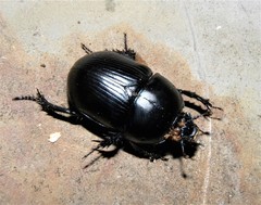 Geotrupes stercorarius