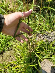 Helianthus longifolius