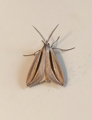 Doryodes bistrialis