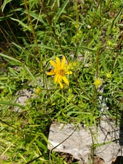 Helianthus longifolius