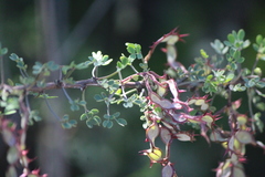 Mimosa depauperata