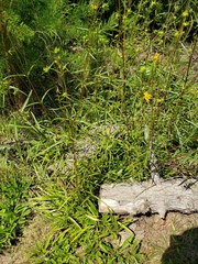 Helianthus longifolius